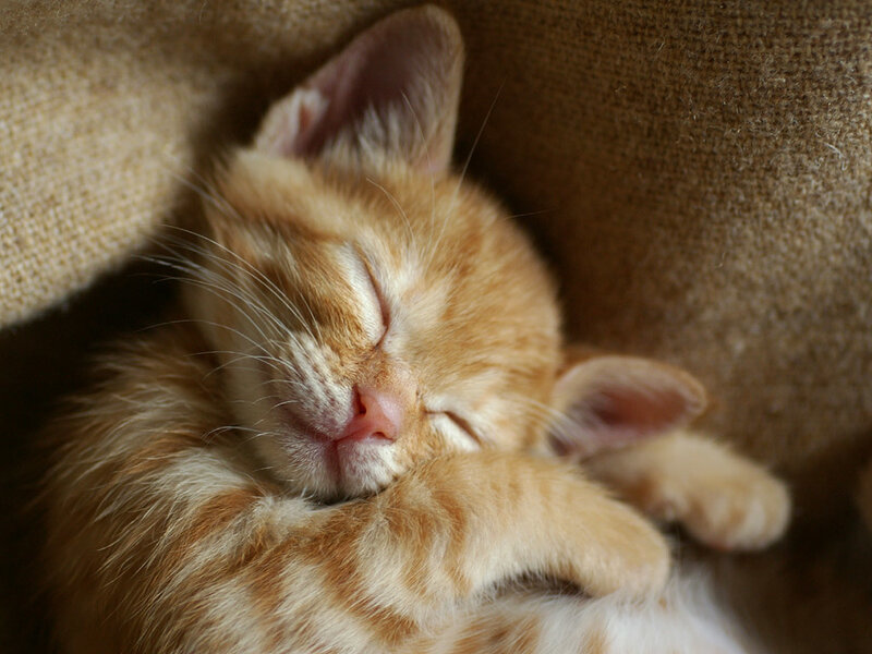 Orange Tabby Kitten — Peaceful, Photograph, Fabric