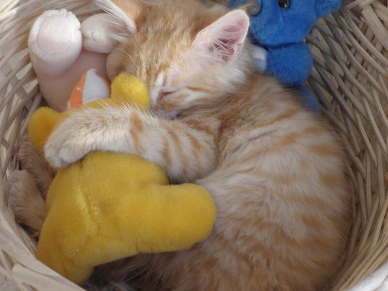 Orange Tabby Kitten — Peaceful, Photograph, Stuffed Animals
