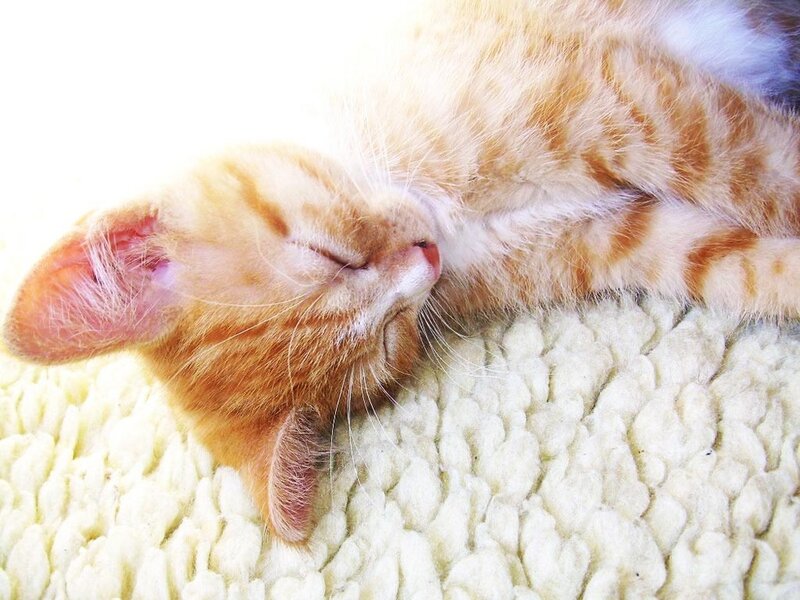 Orange Tabby Kitten — Peaceful