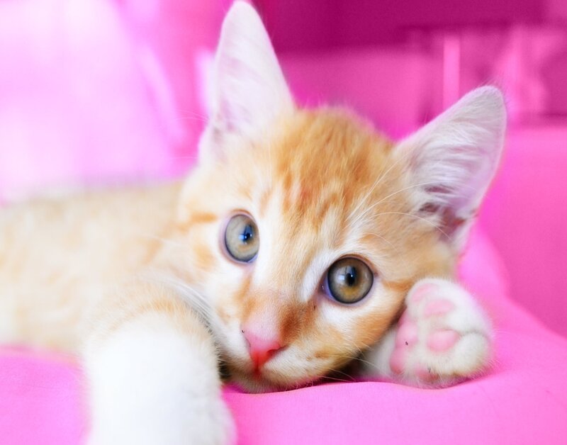 Orange Tabby Kitten — Pink, Calm