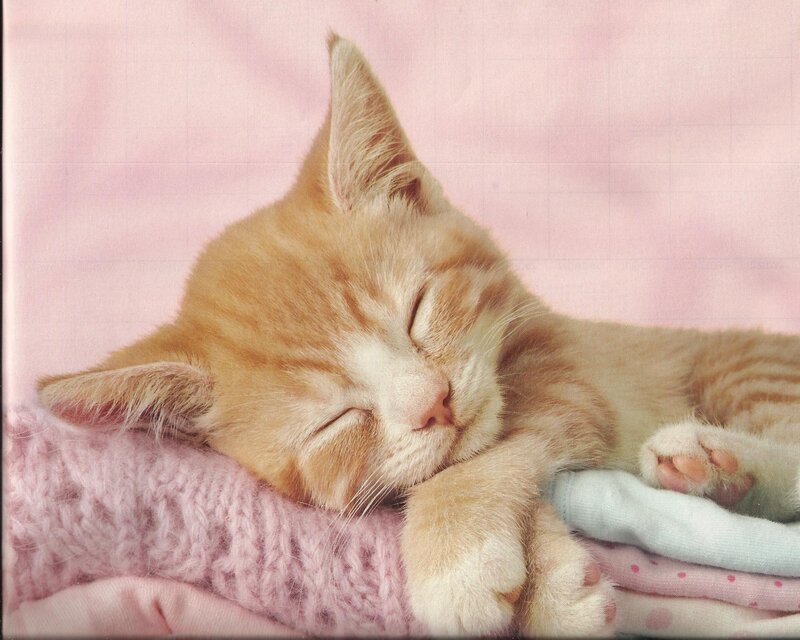 Orange Tabby Kitten — Pink