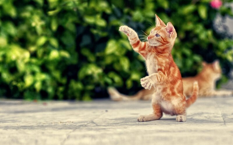 Orange Tabby Kitten — Playful, Afternoon, Photograph, Cat