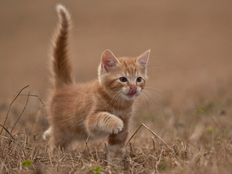 Orange Tabby Kitten — Playful, Afternoon, Photograph, Grass, Tail