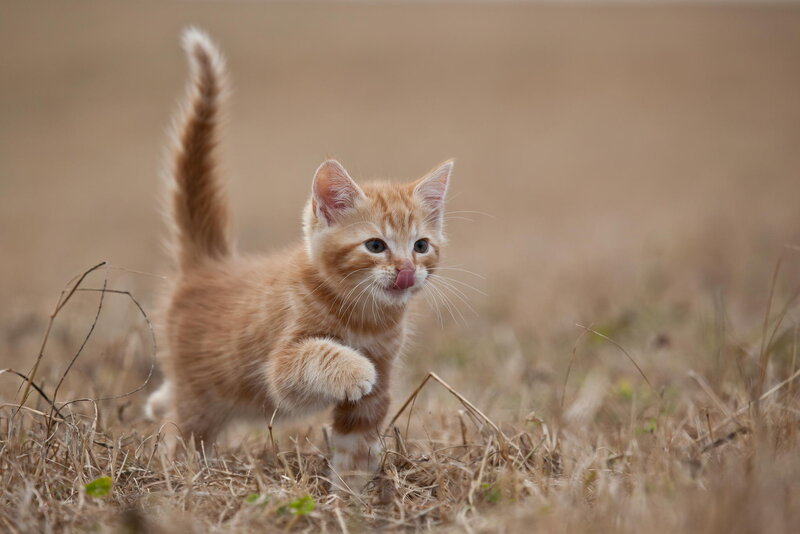 Orange Tabby Kitten — Playful, Afternoon, Photograph, Grass