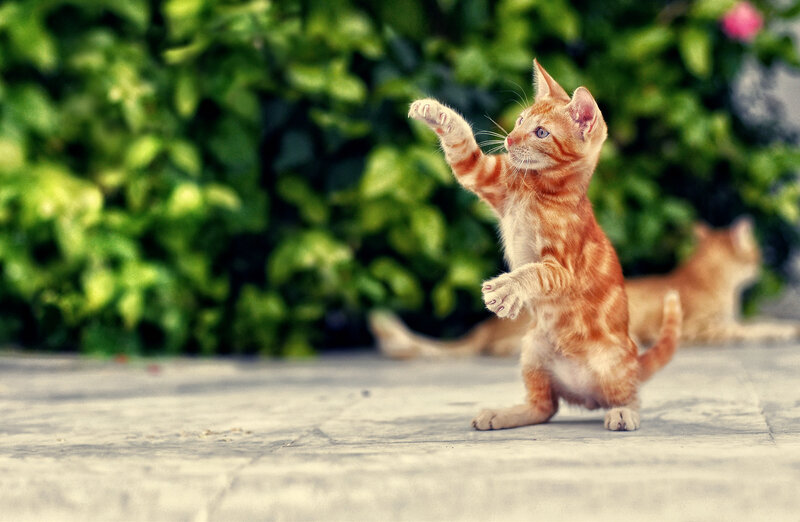Orange Tabby Kitten — Playful, Afternoon, Photograph, Green Foliage, Pavement