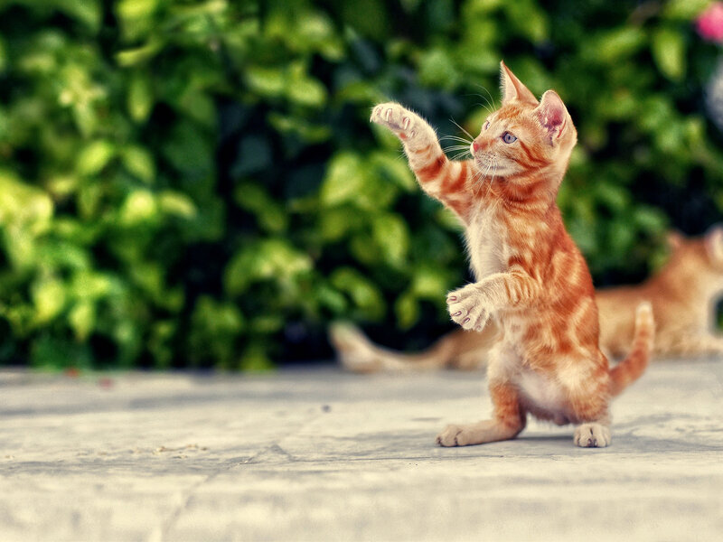 Orange Tabby Kitten — Playful, Afternoon, Photograph, Green Foliage