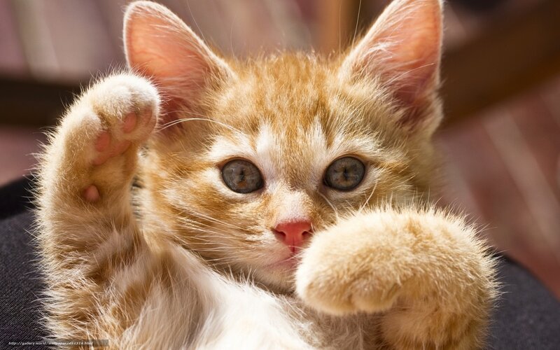 Orange Tabby Kitten — Playful, Afternoon, Photograph, Paws