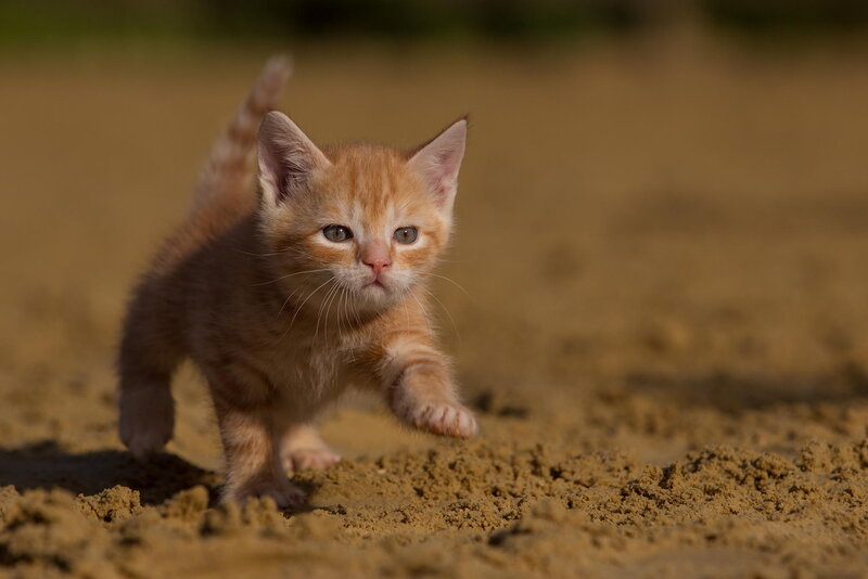Orange Tabby Kitten — Playful, Afternoon, Photograph, Sand