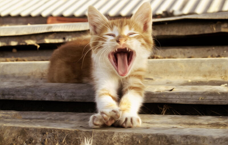 Orange Tabby Kitten — Playful, Afternoon, Photograph, Steps
