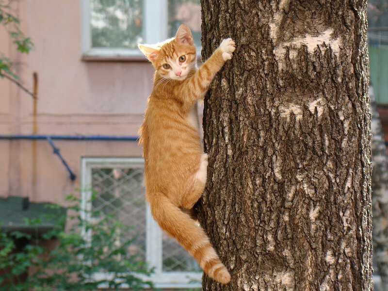 Orange Tabby Kitten — Playful, Afternoon, Photograph