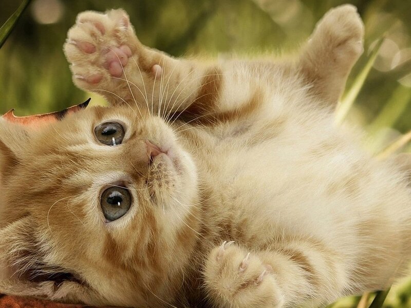Orange Tabby Kitten — Playful, Afternoon