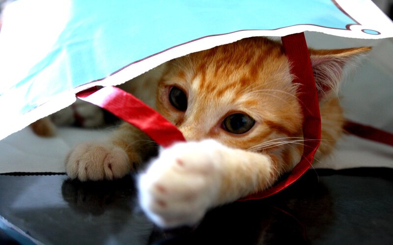 Orange Tabby Kitten — Playful, Photograph, Bag