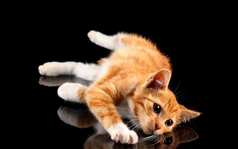 Orange Tabby Kitten — Playful, Photograph, Black Background
