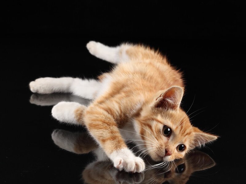 Orange Tabby Kitten — Playful, Photograph, Black Surface, Reflection