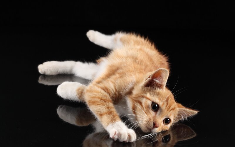 Orange Tabby Kitten — Playful, Photograph, Black Surface