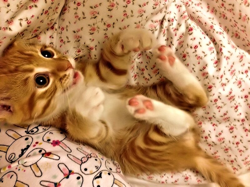 Orange Tabby Kitten — Playful, Photograph, Blanket, Pillow