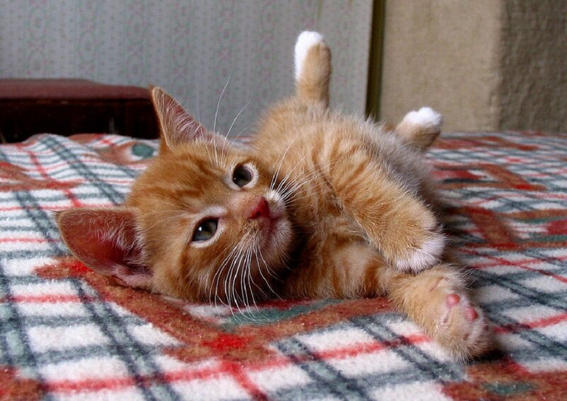 Orange Tabby Kitten — Playful, Photograph, Blanket