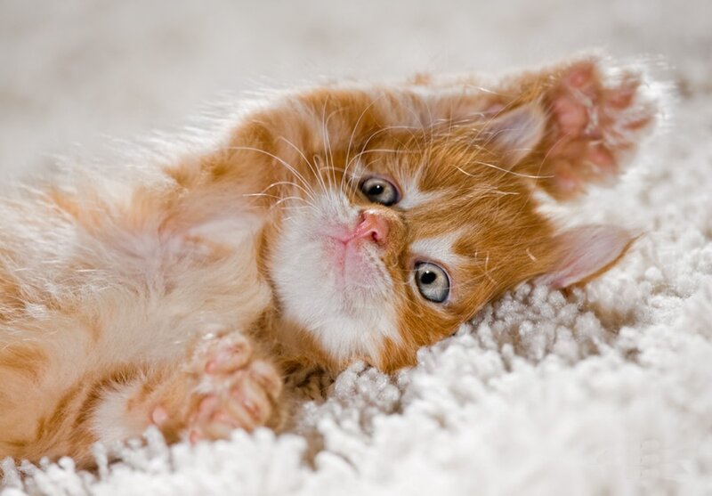 Orange Tabby Kitten — Playful, Photograph, Carpet