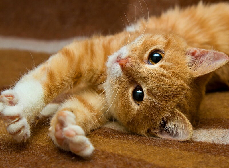 Orange Tabby Kitten — Playful, Photograph, Cat