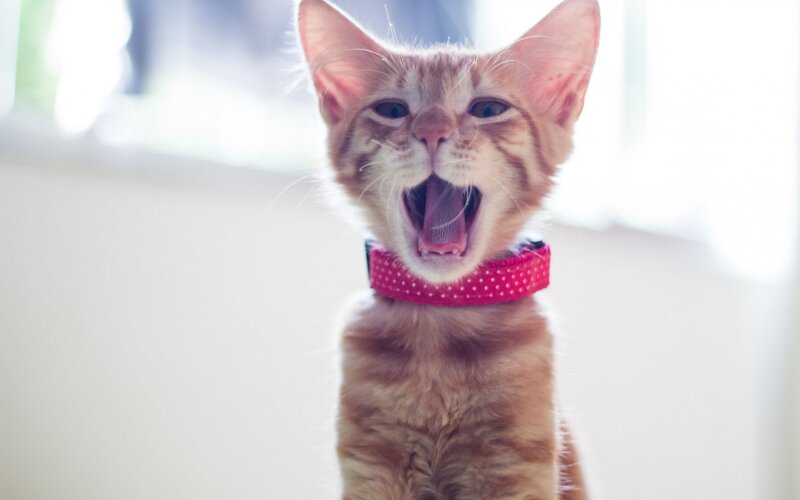 Orange Tabby Kitten — Playful, Photograph, Collar