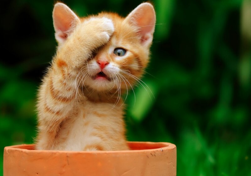 Orange Tabby Kitten — Playful, Photograph, Flower Pot