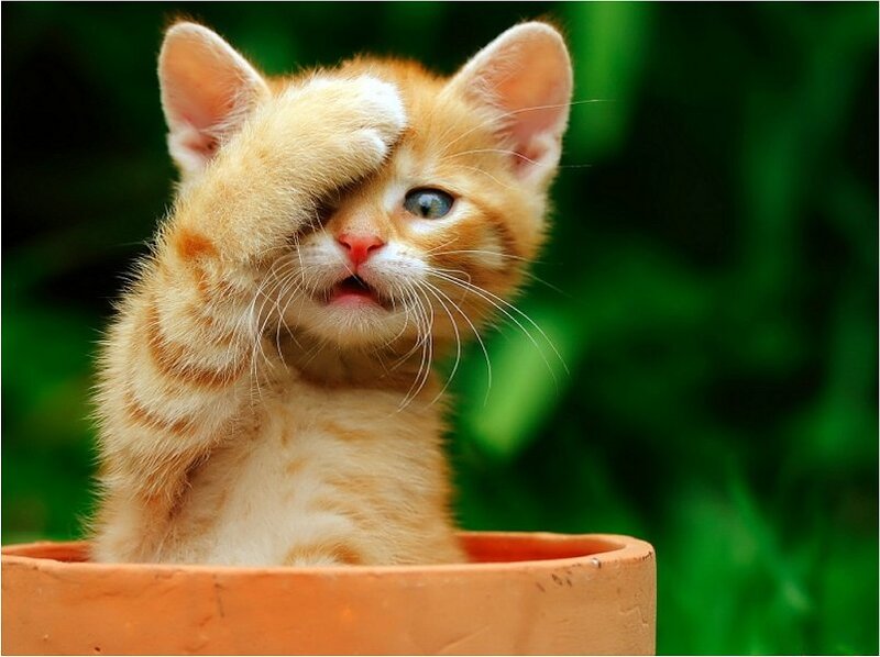 Orange Tabby Kitten — Playful, Photograph, Flowerpot