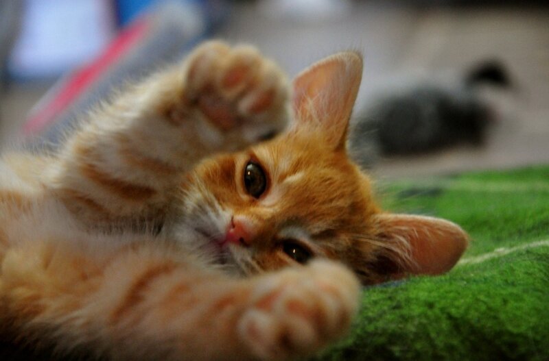 Orange Tabby Kitten — Playful, Photograph, Green Blanket