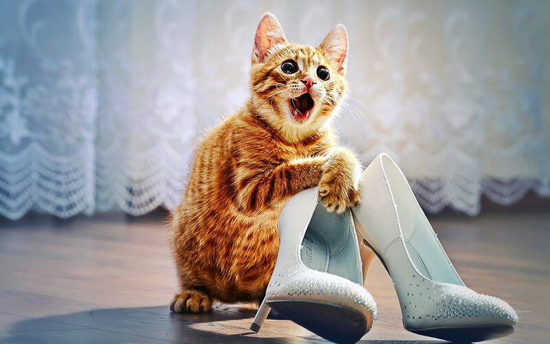 Orange Tabby Kitten — Playful, Photograph, High Heels
