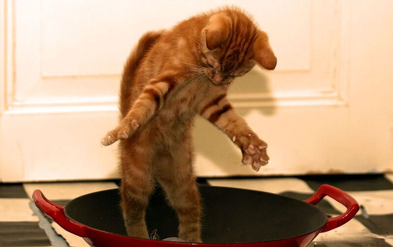 Orange Tabby Kitten — Playful, Photograph, Pan
