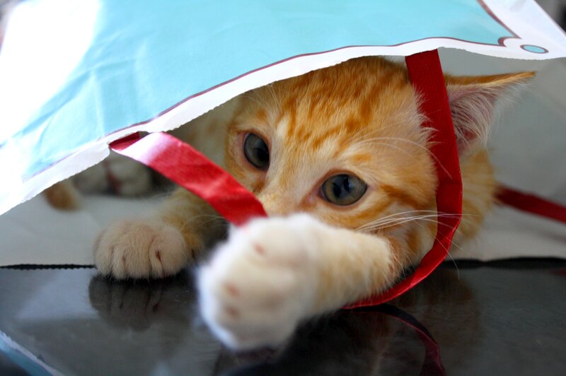 Orange Tabby Kitten — Playful, Photograph, Paper Bag