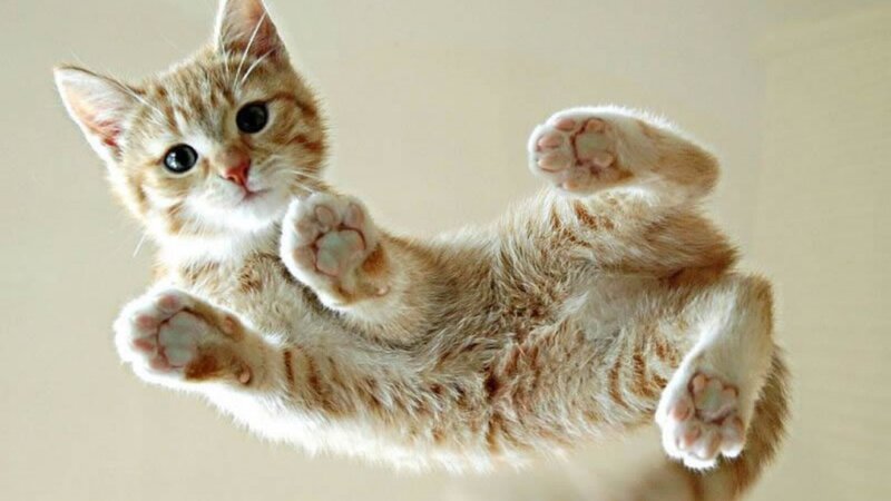 Orange Tabby Kitten — Playful, Photograph, Paws, Eyes