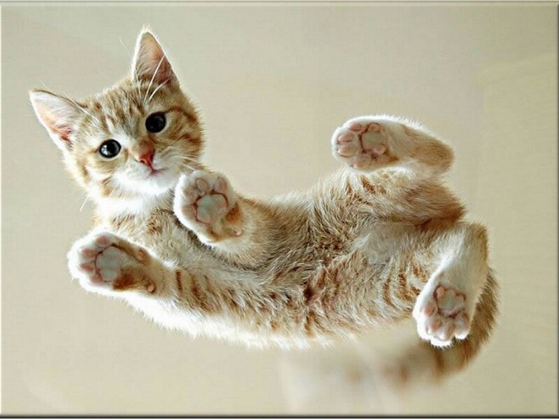 Orange Tabby Kitten — Playful, Photograph, Paws, Glass