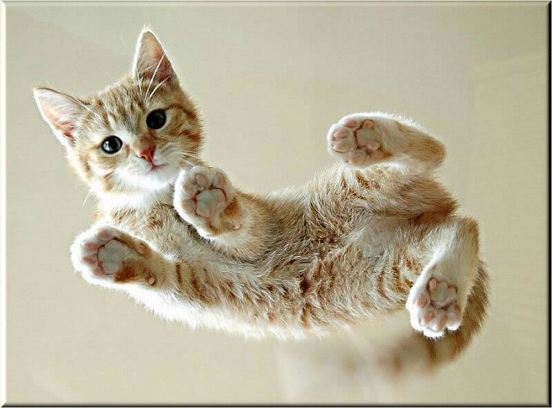 Orange Tabby Kitten — Playful, Photograph, Paws, Glass, White