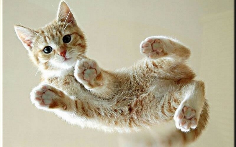 Orange Tabby Kitten — Playful, Photograph, Paws