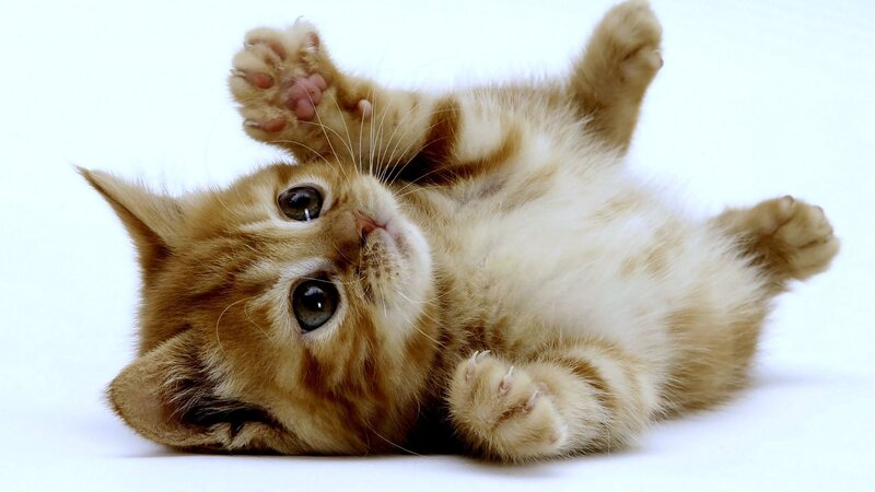 Orange Tabby Kitten — Playful, Photograph, Paws, Whiskers, White Background, White