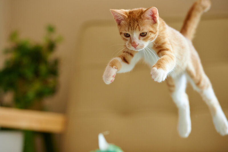 Orange Tabby Kitten — Playful, Photograph, Plant