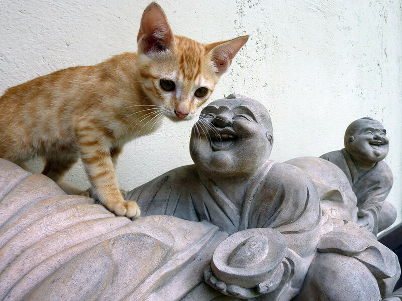 Orange Tabby Kitten — Playful, Photograph, Statue