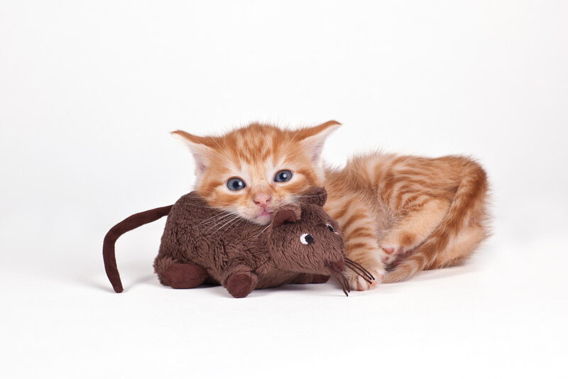 Orange Tabby Kitten — Playful, Photograph, Stuffed Mouse