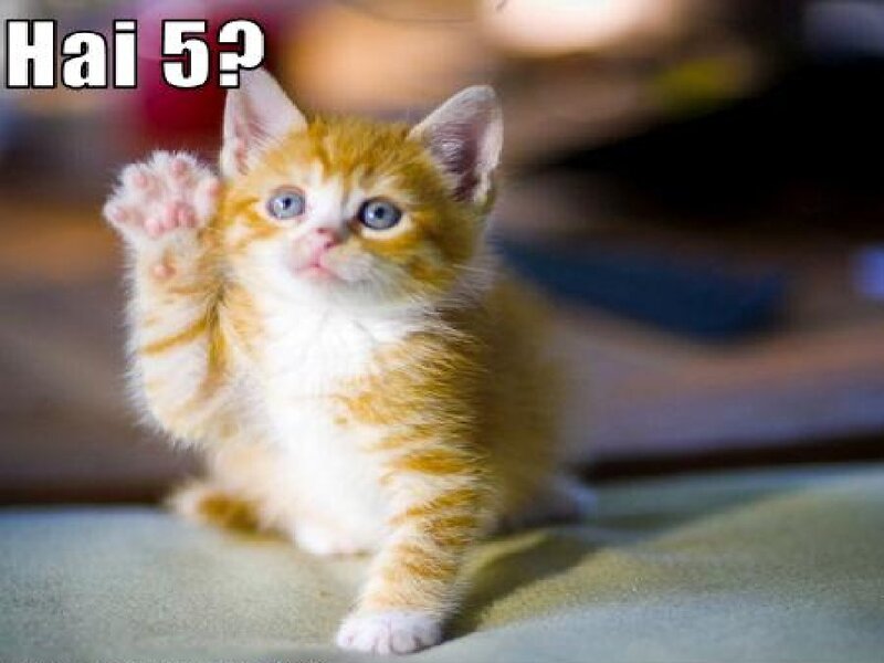Orange Tabby Kitten — Playful, Photograph, Text