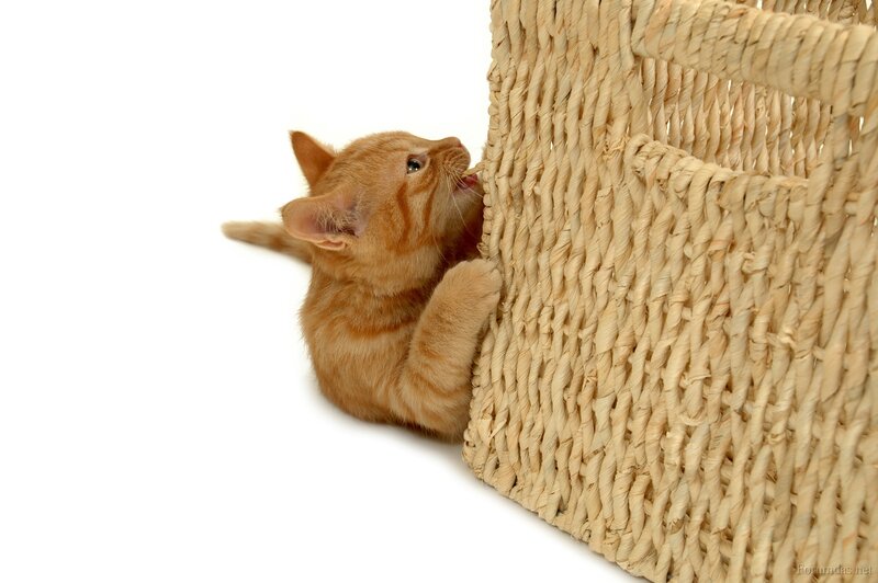 Orange Tabby Kitten — Playful, Photograph