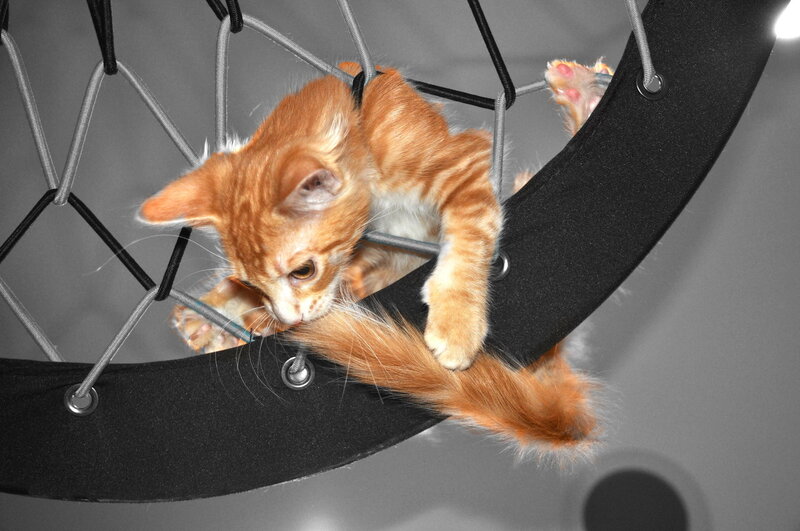 Orange Tabby Kitten — Playful, Photograph, Webbing