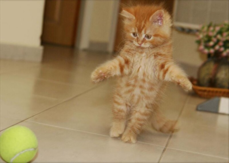 Orange Tabby Kitten — Playful