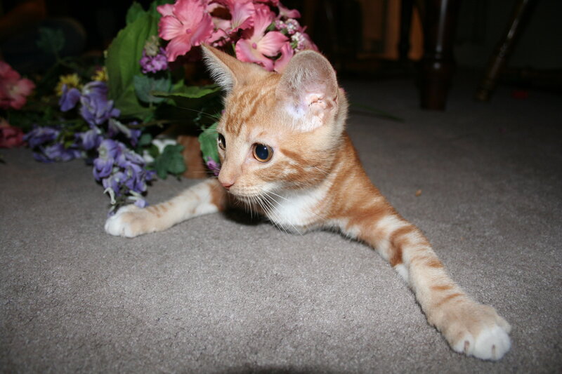 orange tabby kitten playing