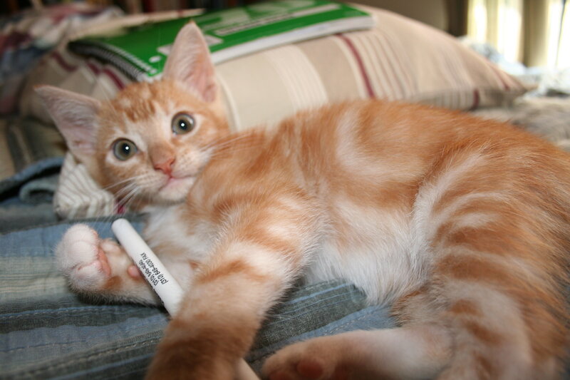 orange tabby kitten playing