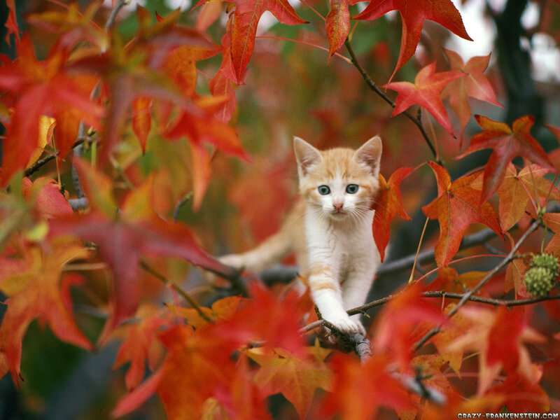 Orange Tabby Kitten — Red, Calm