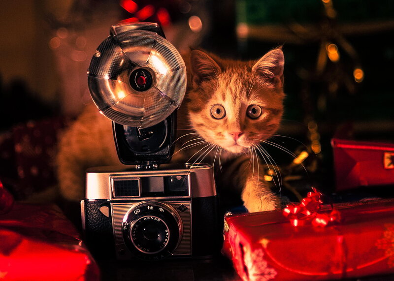 Orange Tabby Kitten — Red, Festive, Night