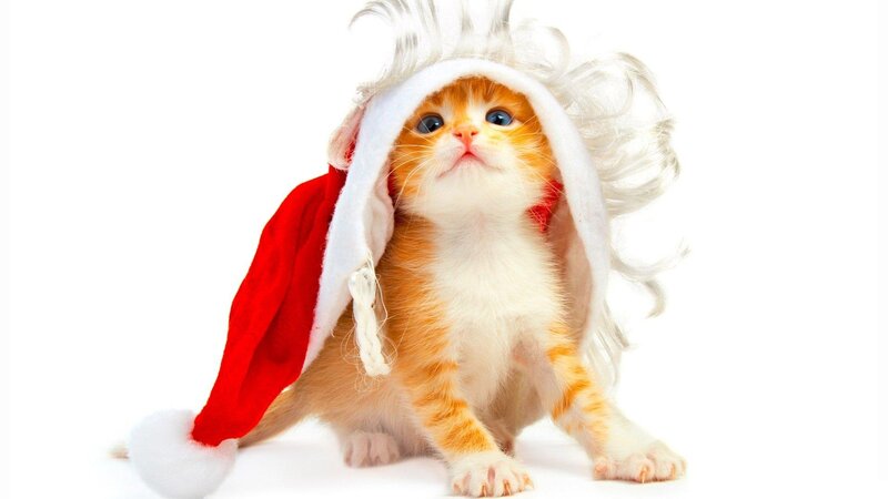 Orange Tabby Kitten — Red, Festive