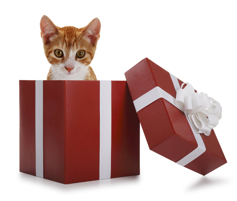 Orange Tabby Kitten — Red, Playful