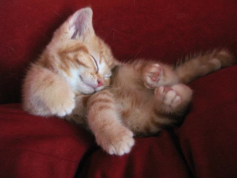 Orange Tabby Kitten — Red, Sleepy