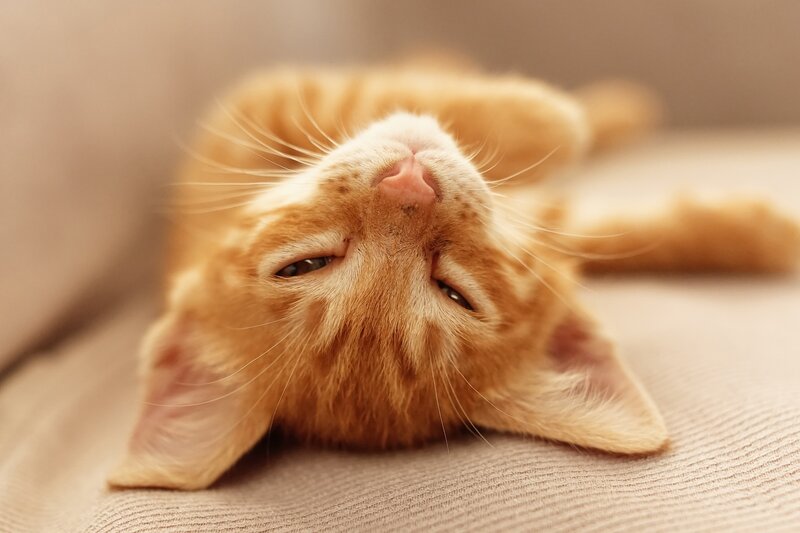 Orange Tabby Kitten — Relaxed, Photograph, Whiskers